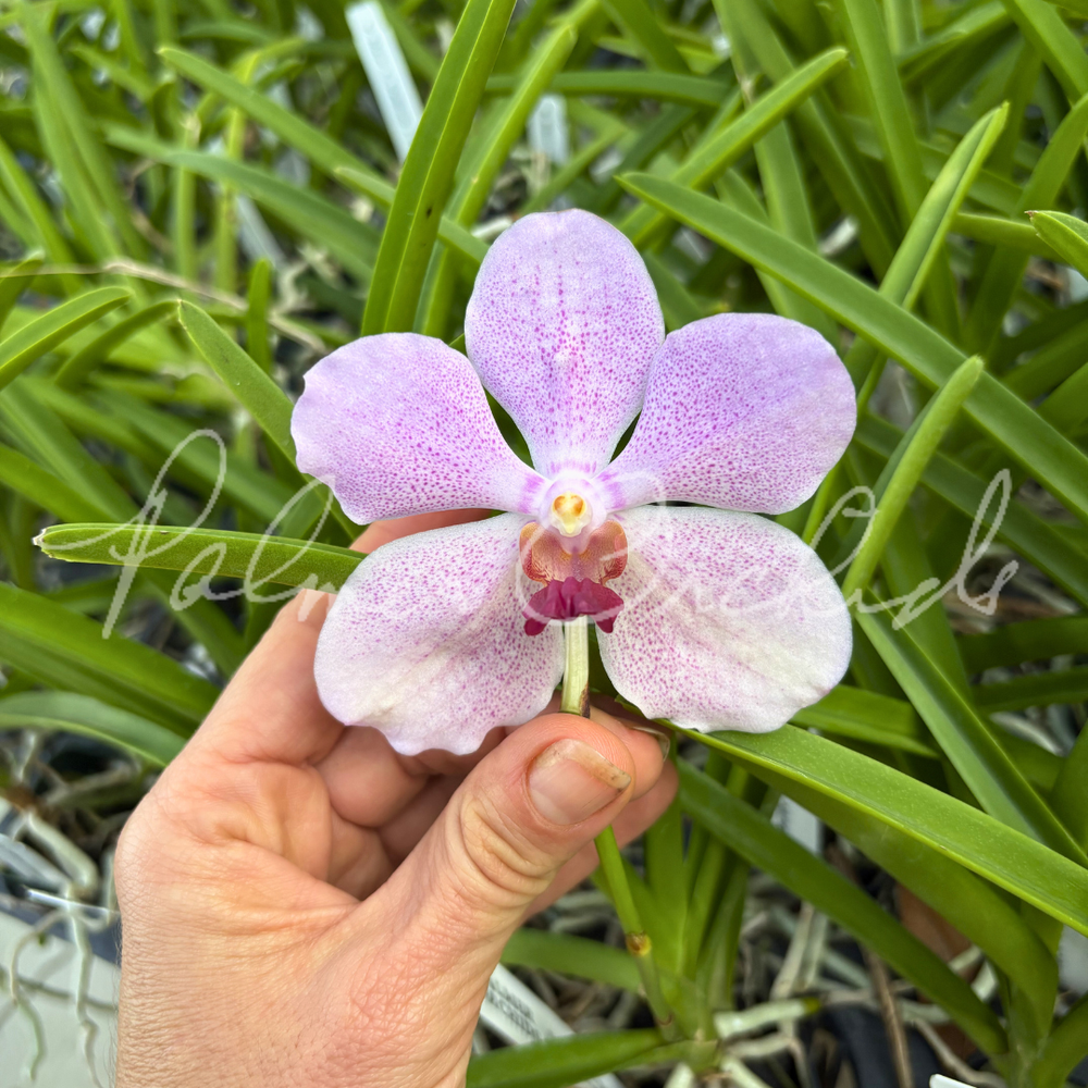 Pda. Mevr. L. Velthuis × V. Nichanan — Palmer Orchids